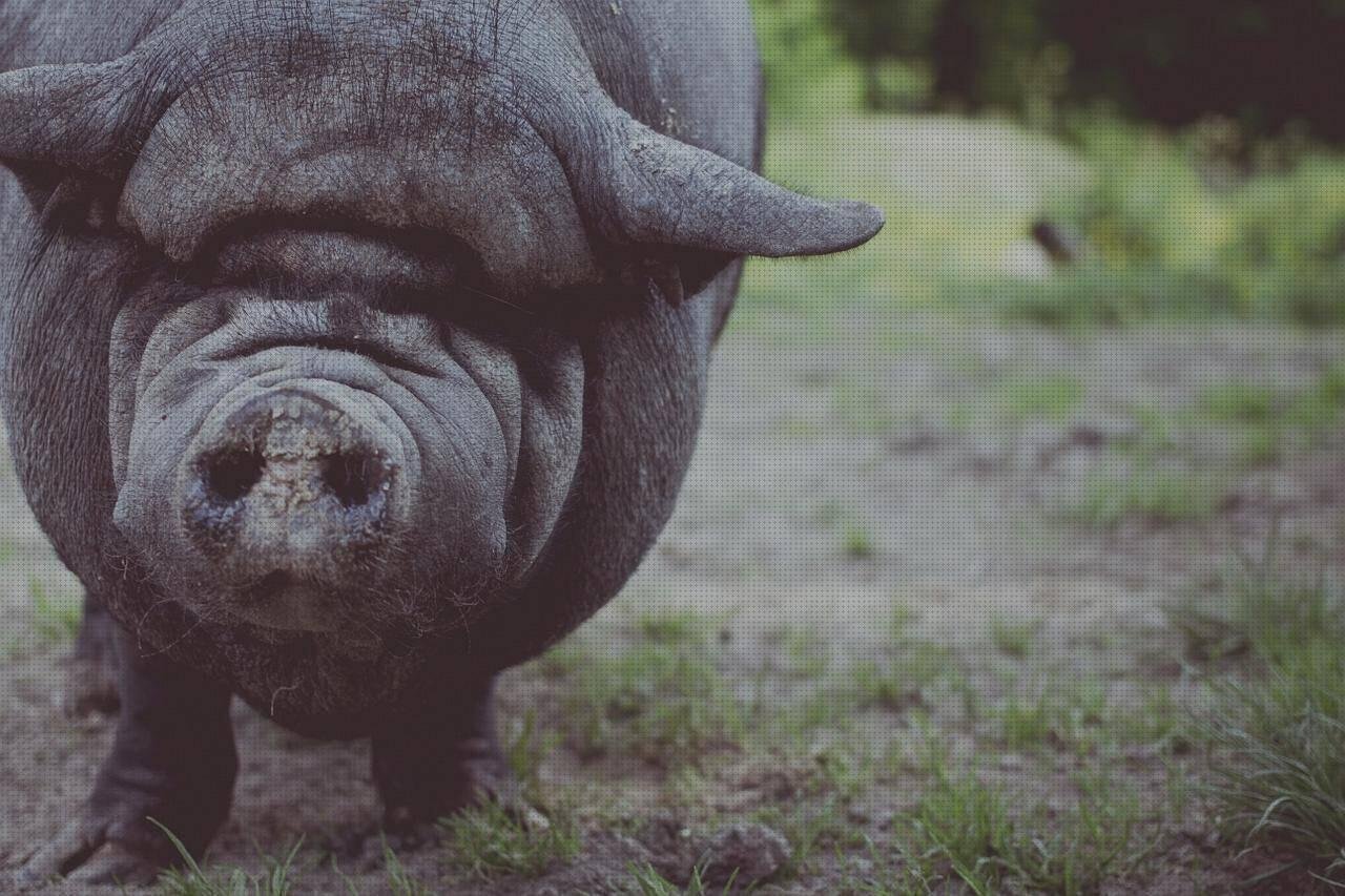 Las mejores marcas de pisetas de plastico pisetas plasticas flotadores wc plástico jabalie plastico