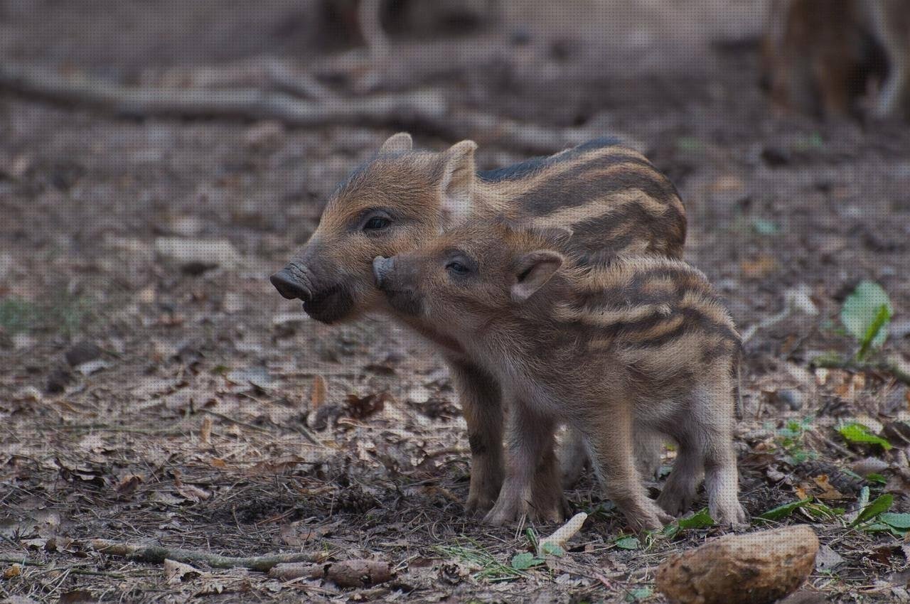 Review de jabalie plastico