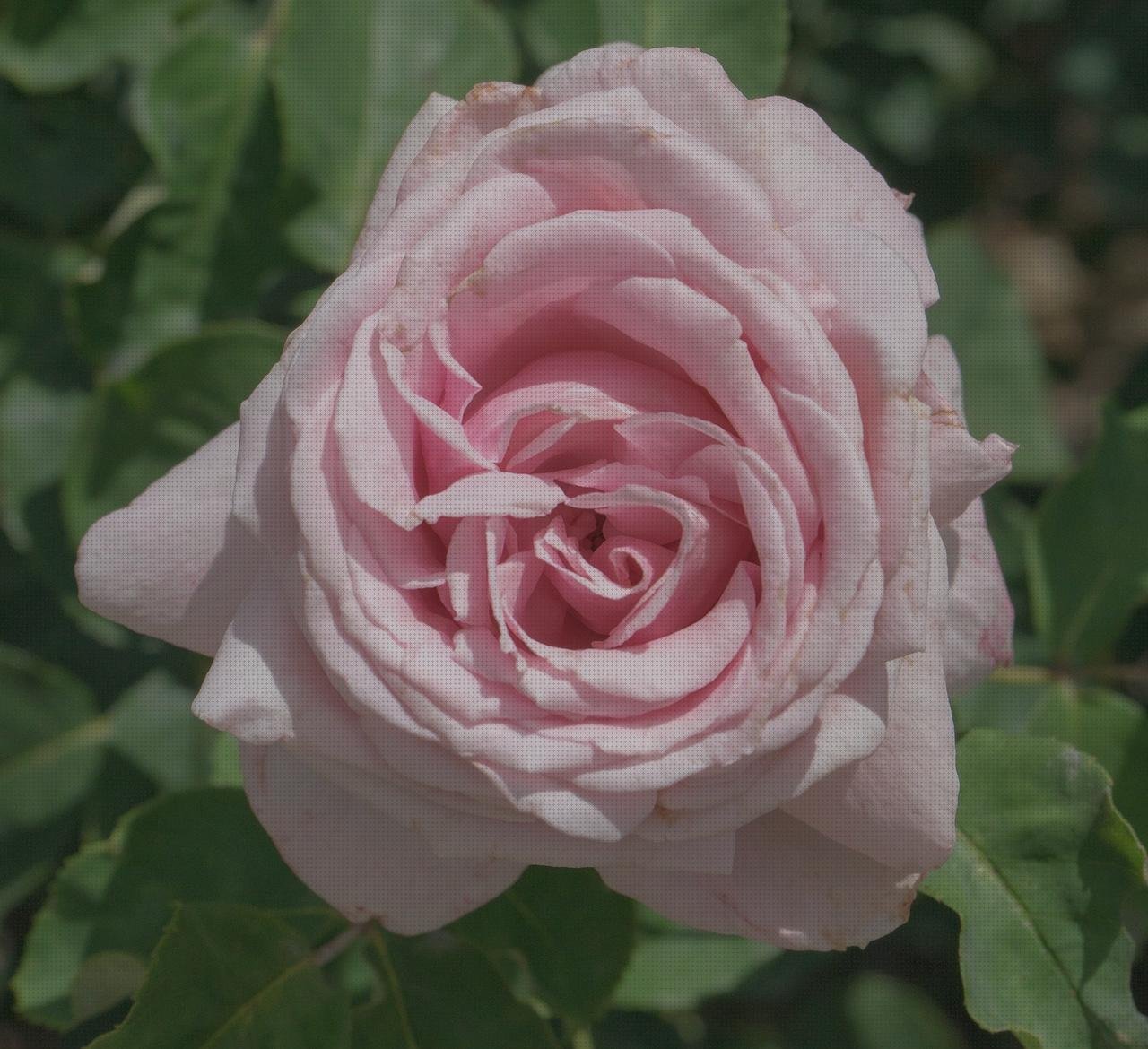 Las mejores flores plástico jarrones con flores de plástico