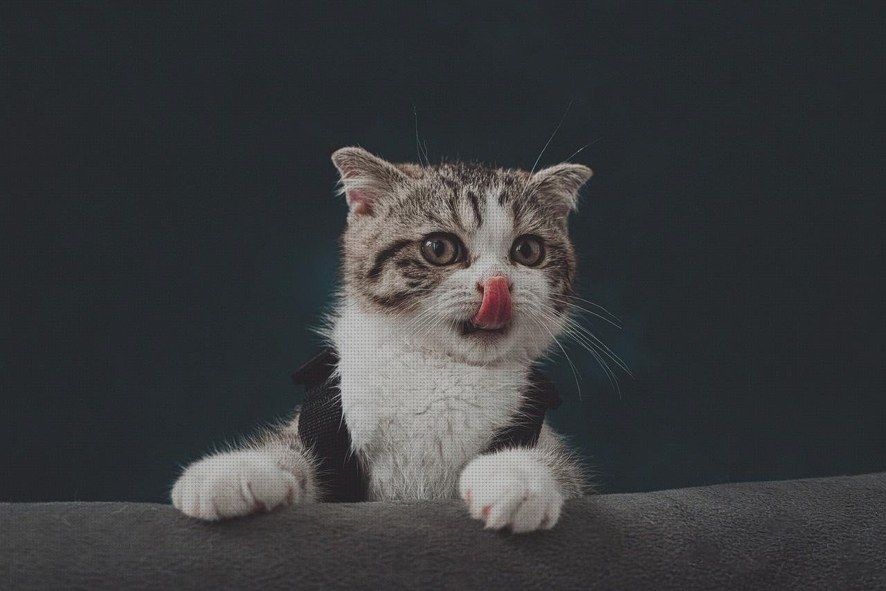 ¿Dónde poder comprar piscinas plasticas lamas policarbonato piscinas?