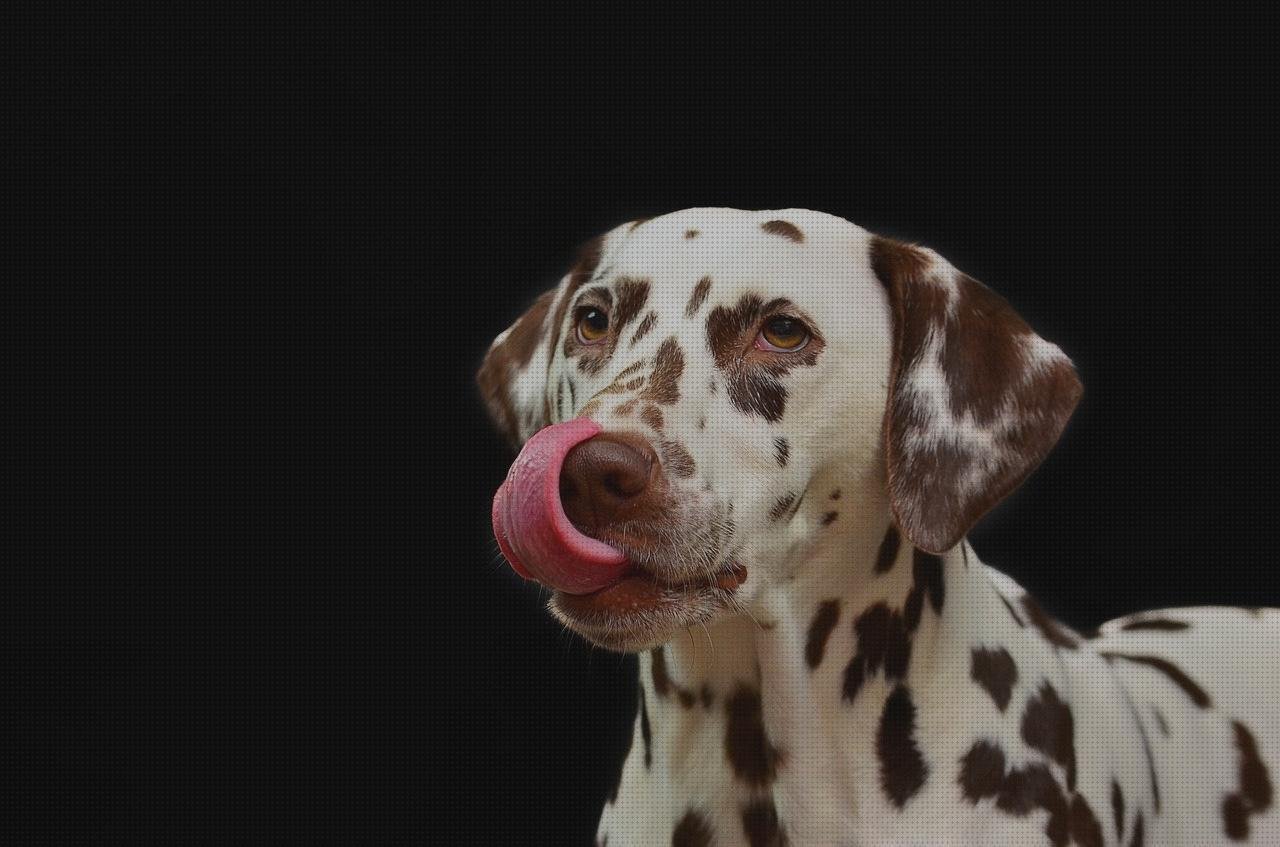 Las mejores piscinas plasticas lamas policarbonato piscinas