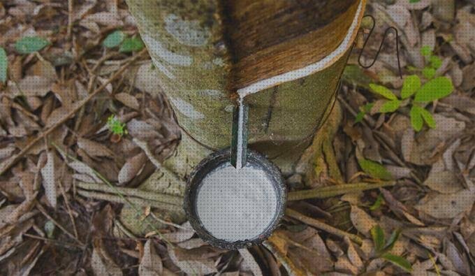 Los 7 Mejores látex naturales