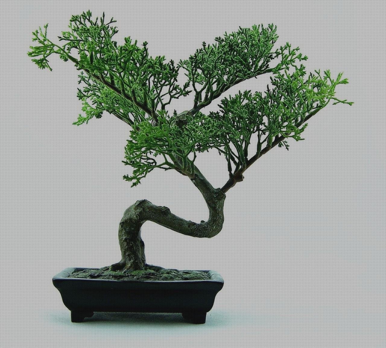 ¿Dónde poder comprar macetas plasticas maceta bonsai de plastico?