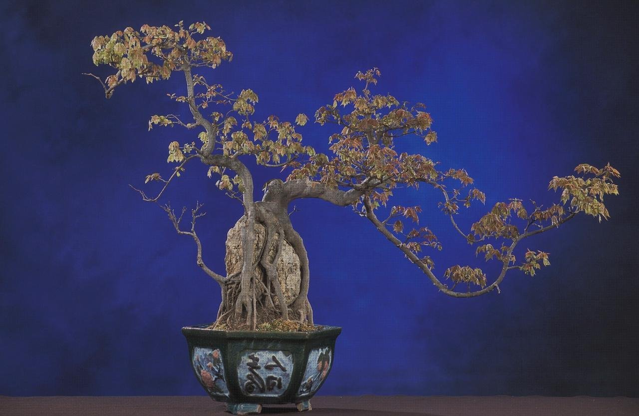 Las mejores marcas de macetas plasticas maceta bonsai de plastico