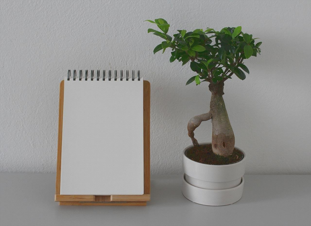 Las mejores macetas plasticas maceta bonsai de plastico