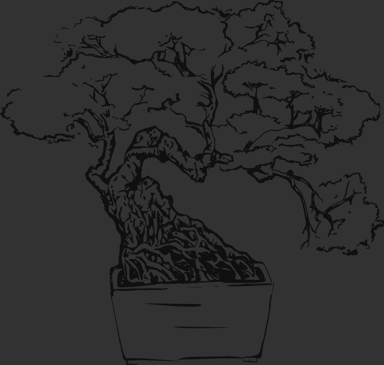 Review de maceta bonsai de plastico