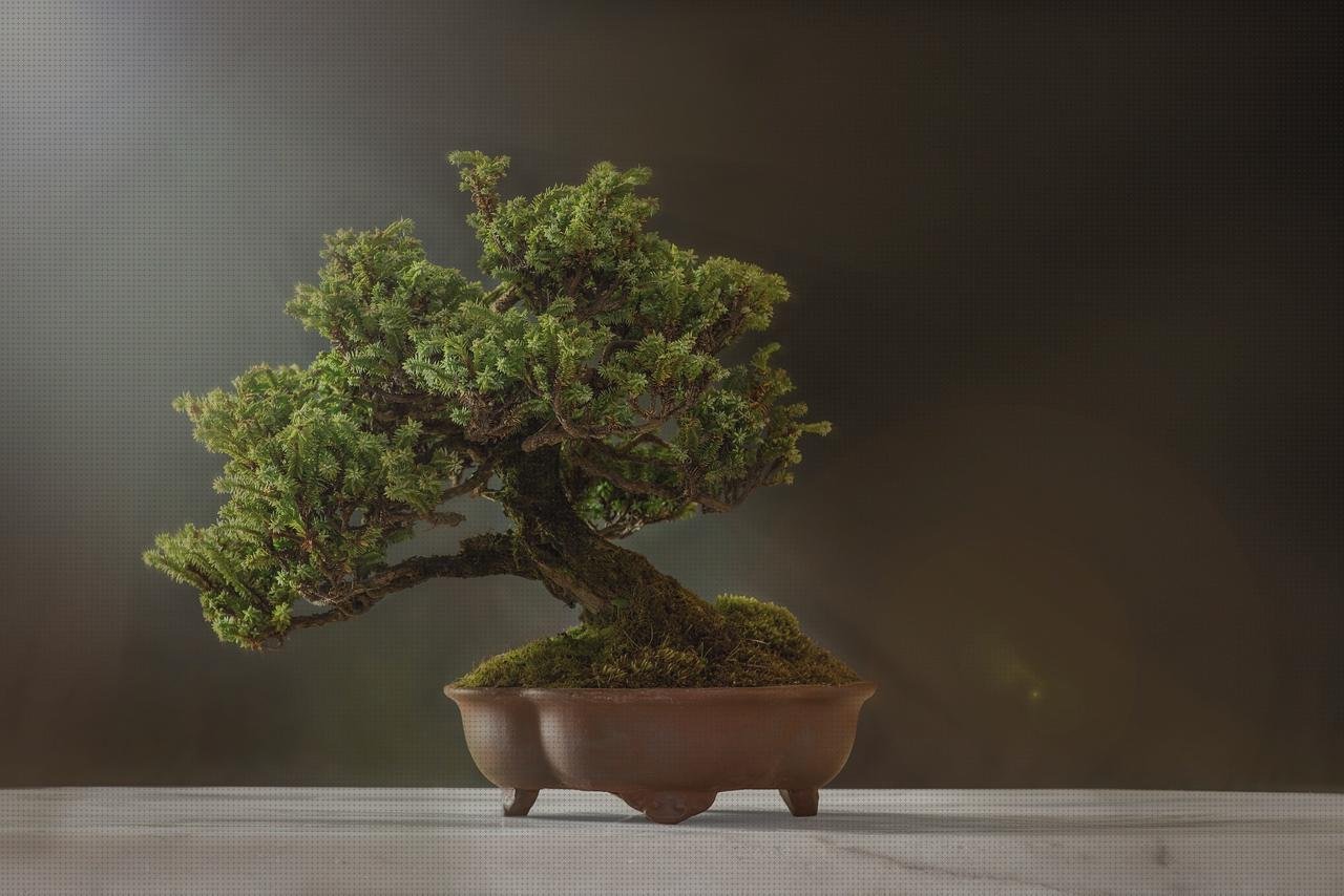Los 18 Mejores Maceta Bonsai De Plastico