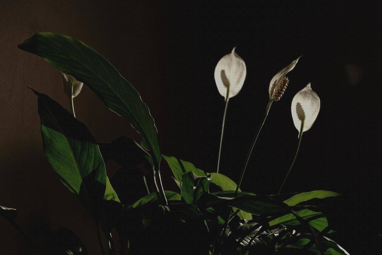 Las mejores muñecas de silicona grandes macetas grandes de plástico