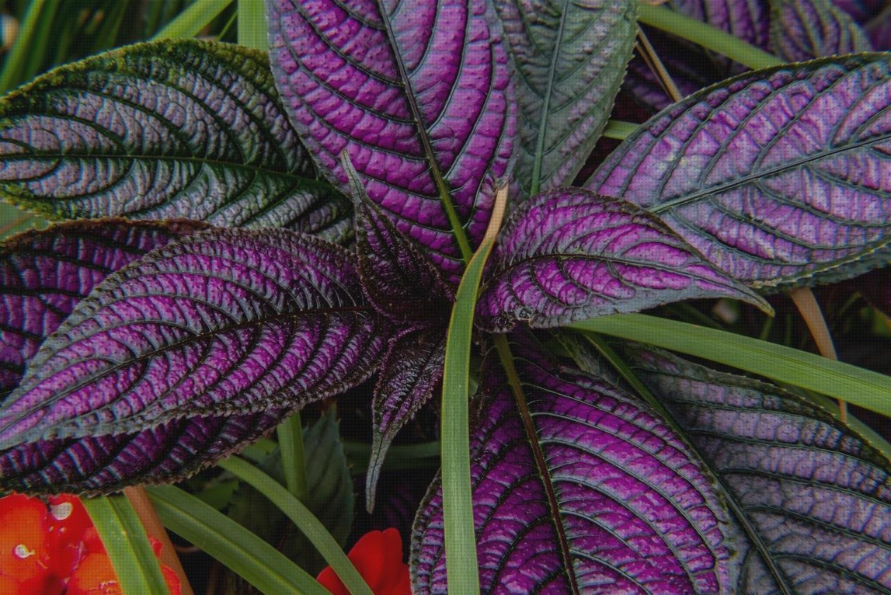 ¿Dónde poder comprar macetas jardineras de plástico grandes capazos plástico grandes macetas grandes en de plastico?