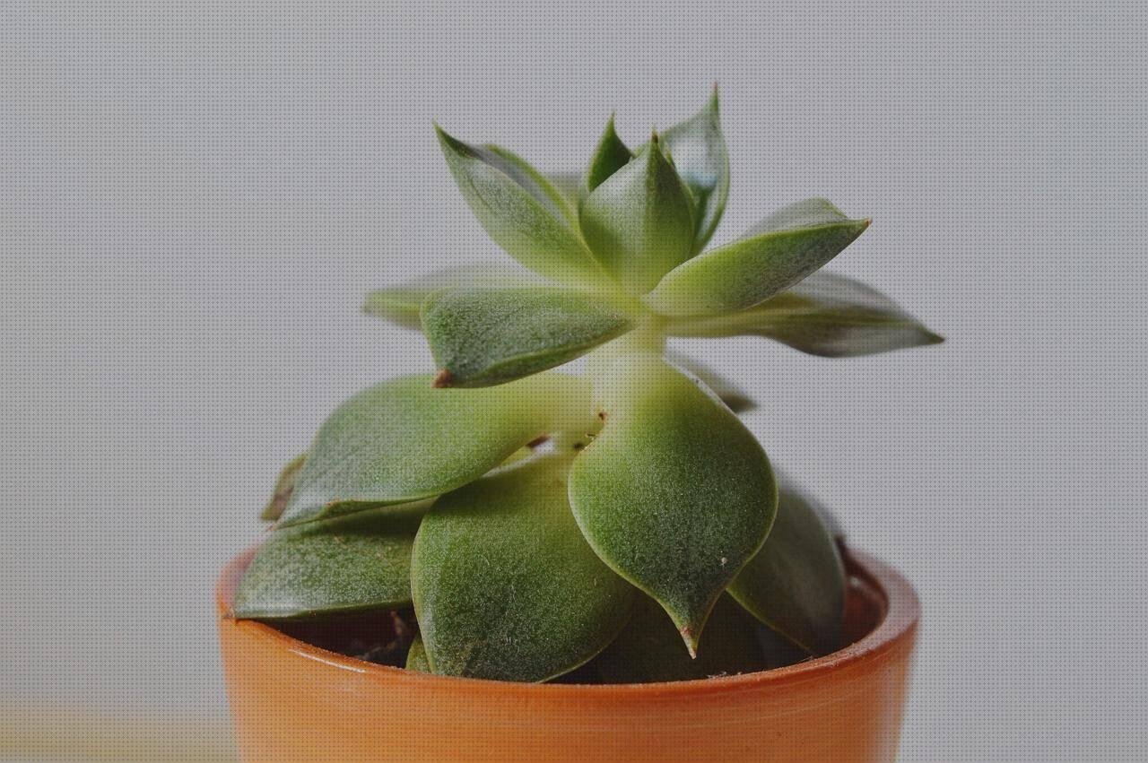 Las mejores marcas de vasos plasticos baratos thyssenkrupp plasticos plexiglas maceteros de plasticos baratos