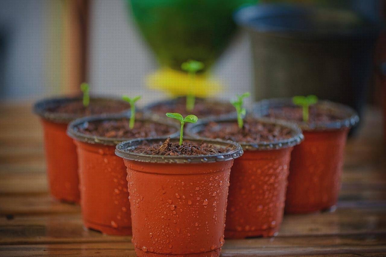 Review de maceteros de plasticos baratos