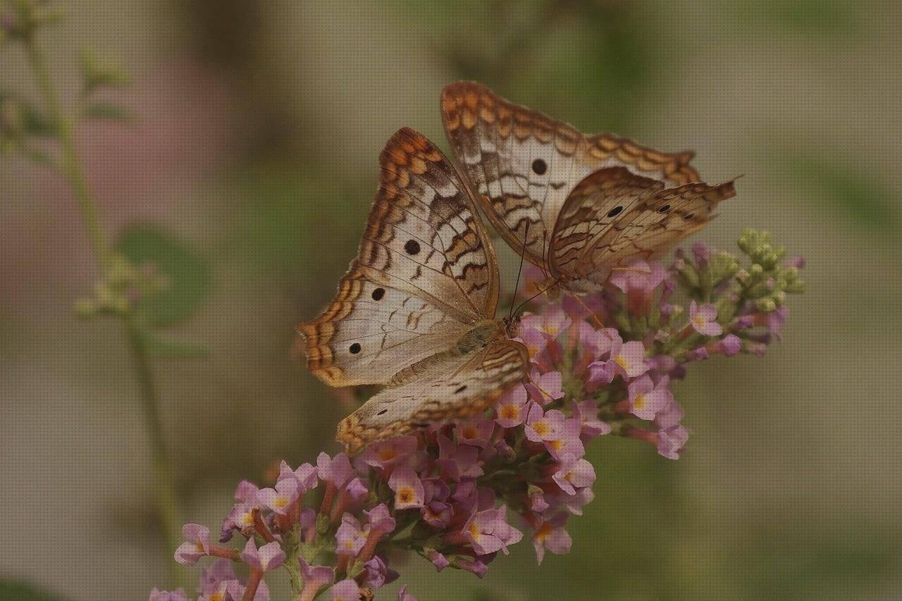 Las mejores marcas de Más sobre pasta de silicona Más sobre caca plástico Más sobre grinder plástico mariposas de silicona