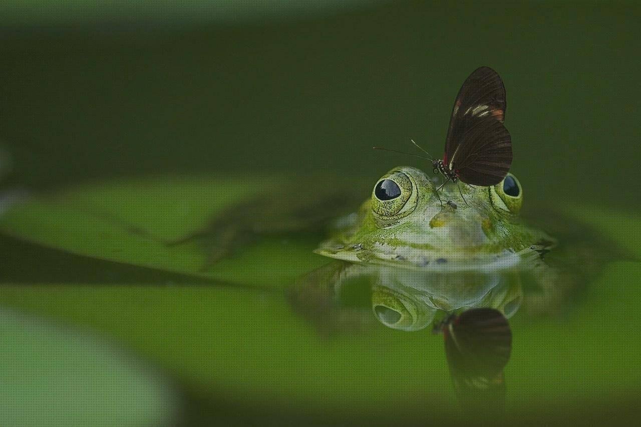 Las mejores Más sobre pasta de silicona Más sobre caca plástico Más sobre grinder plástico mariposas de silicona