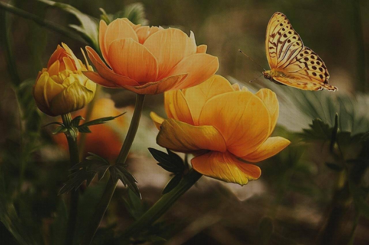 Review de mariposas de silicona
