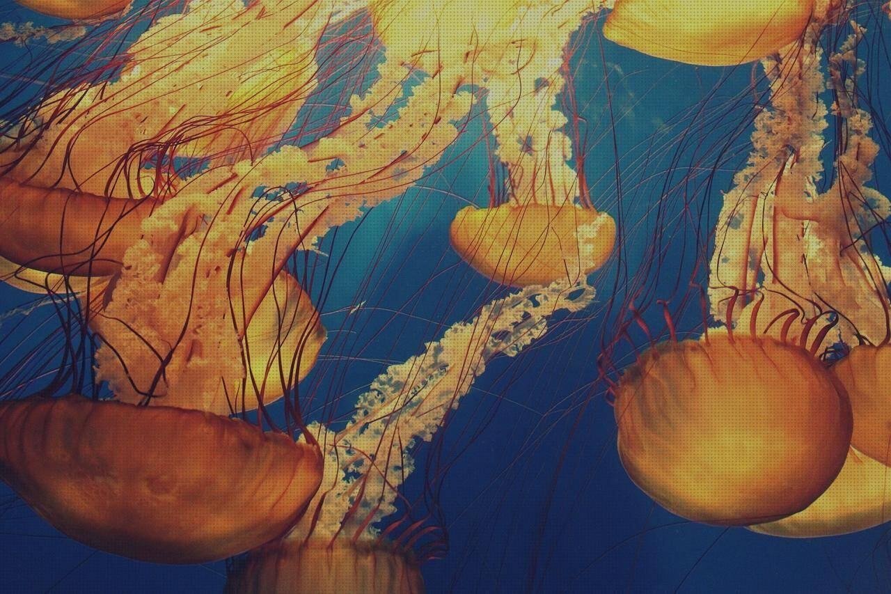 Las mejores marcas de Más sobre exprimidor de silicona Más sobre pasta de silicona Más sobre caca plástico medusas de silicona