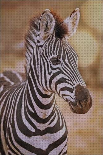 Las mejores cubrepiernas moto custom metacrilato cupula moto custom metacrilato ciervo de metacrilato metacrilato 60 x 90