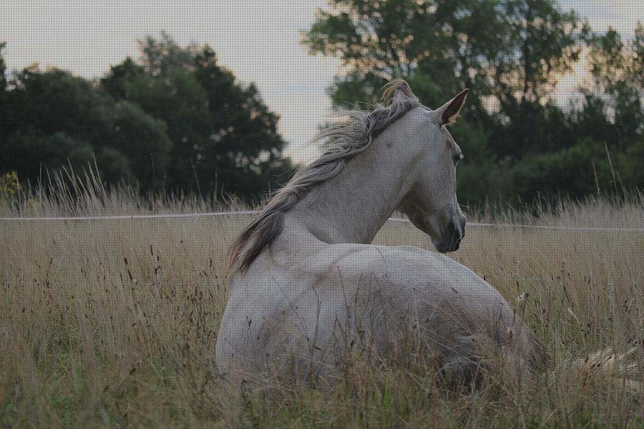 ¿Dónde poder comprar torres con vasos de plástico moldes moldes policarbonato?
