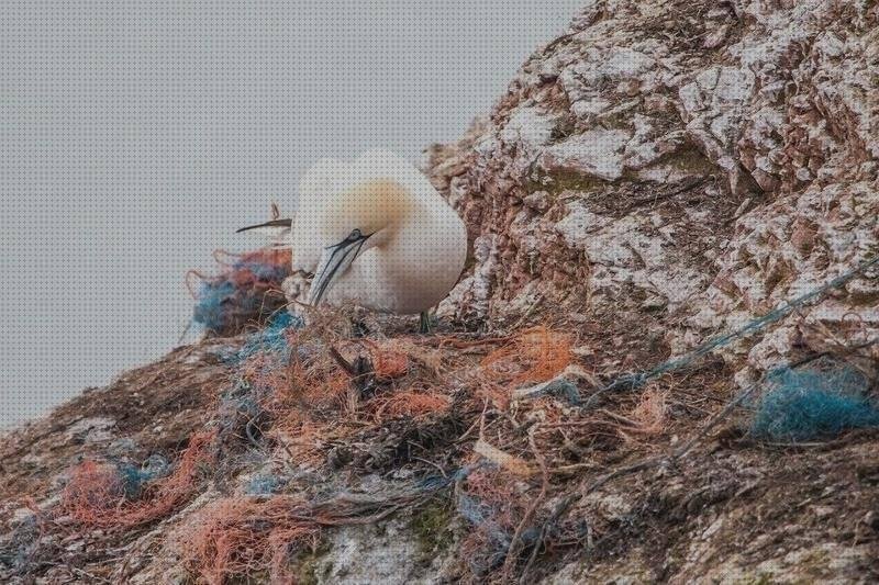 ¿Dónde poder comprar nidos?