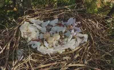 Análisis de los 18 mejores Nidos De Plástico