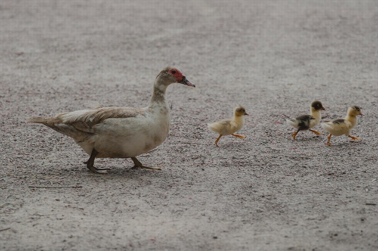 Las 6 Mejores Pajarita Metacrilato Led
