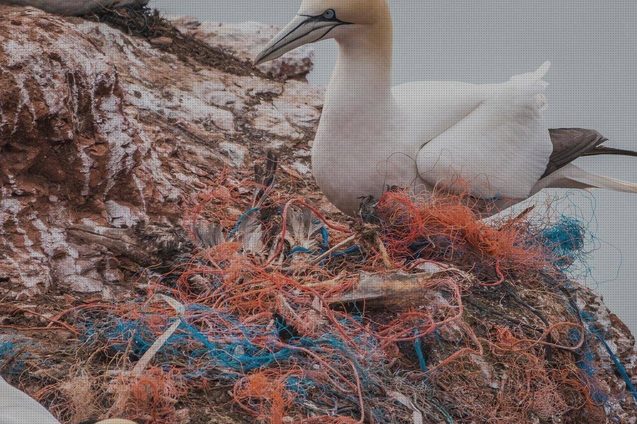 Opiniones de los 6 mejores Pajaros De Plásticos