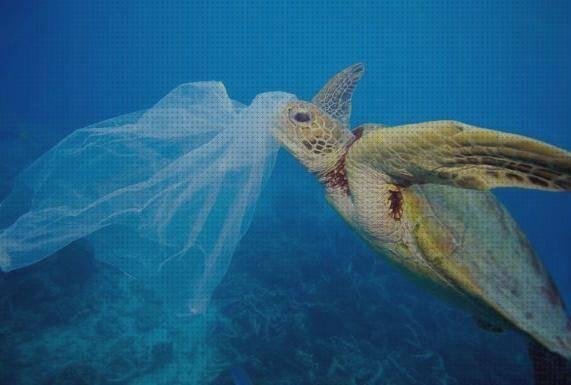 Las mejores marcas de peces