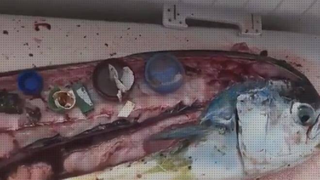 Análisis de los 7 mejores Peces De Plástico