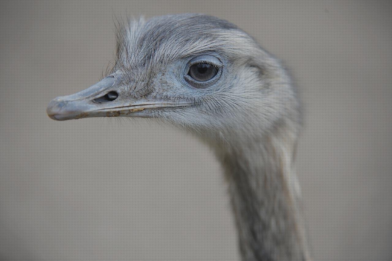 Las mejores pisetas de plastico pisetas plasticas flotadores wc plástico peek plastico