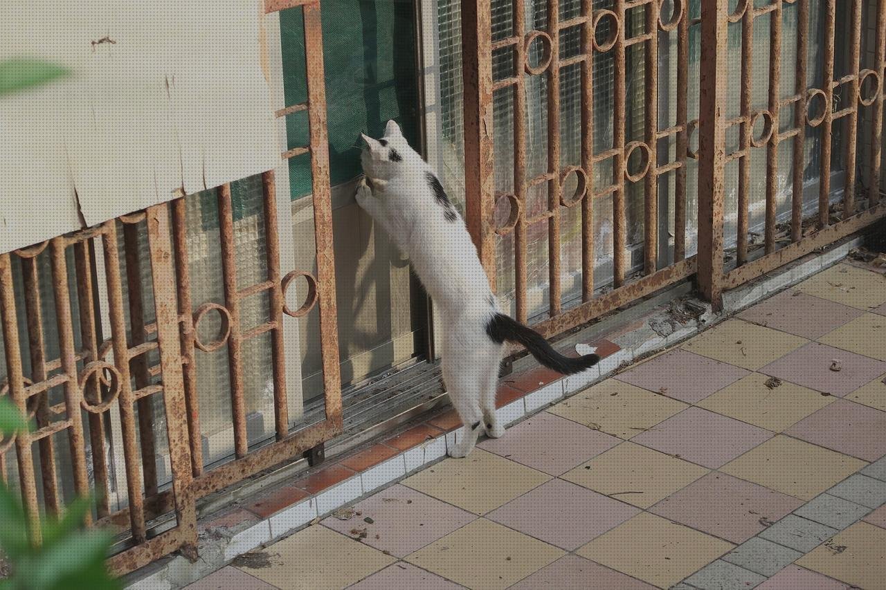 Review de peek plastico