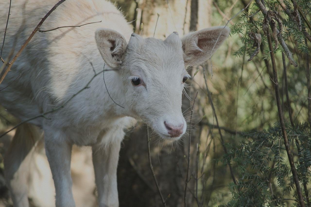 Análisis de los 7 mejores Peek De Plásticos