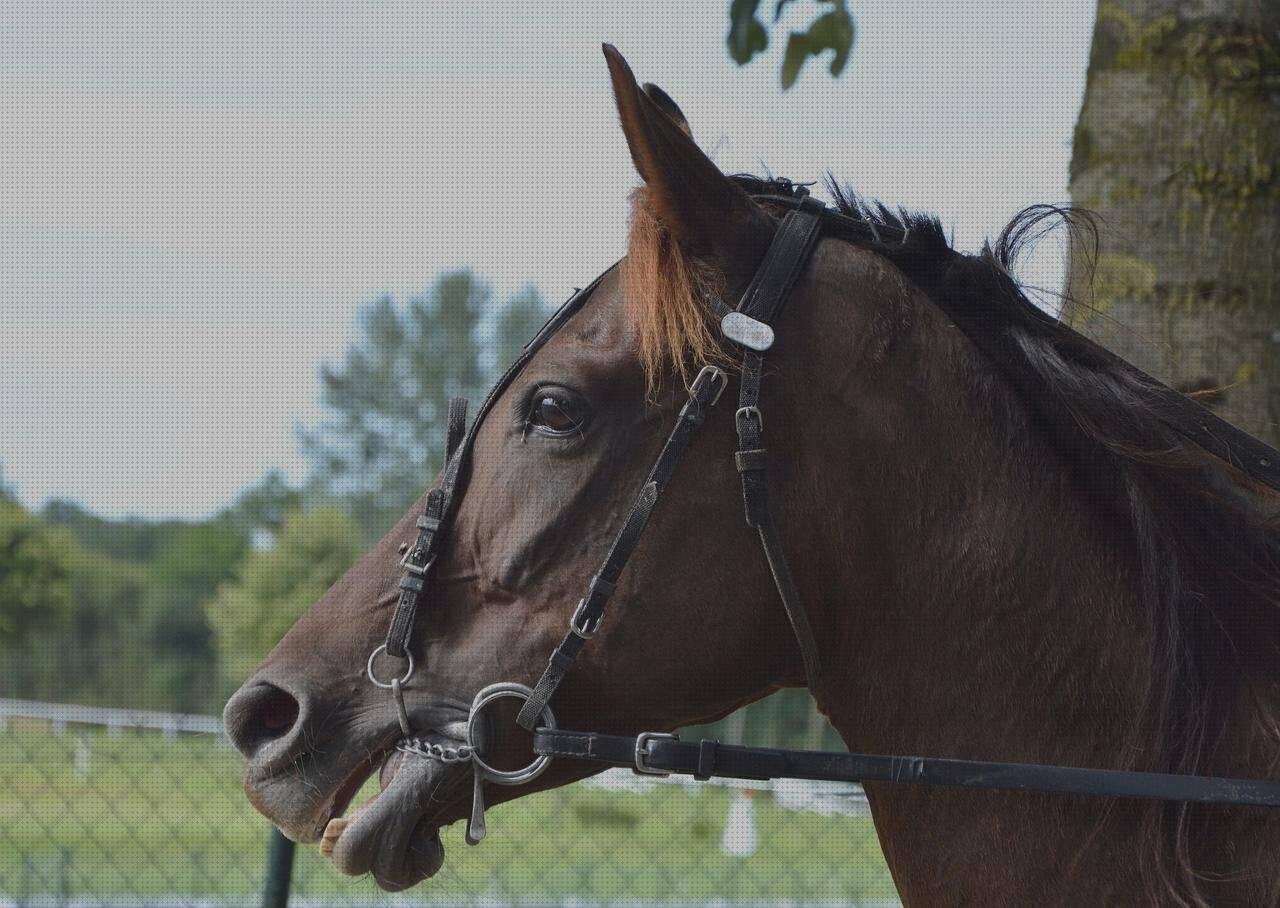 Las mejores marcas de perfiles pvc pvc perfil ventana pvc