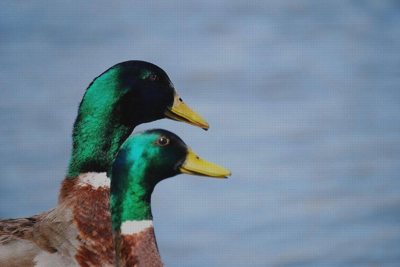 Las mejores sanitario de plastico playas con plastico playa de plastico picas de plastico