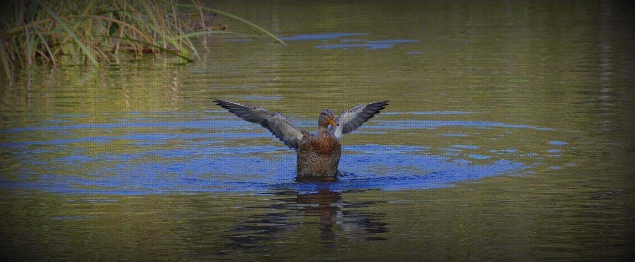 ¿Dónde poder comprar piscinas plástico piscina de plástico agua verde?