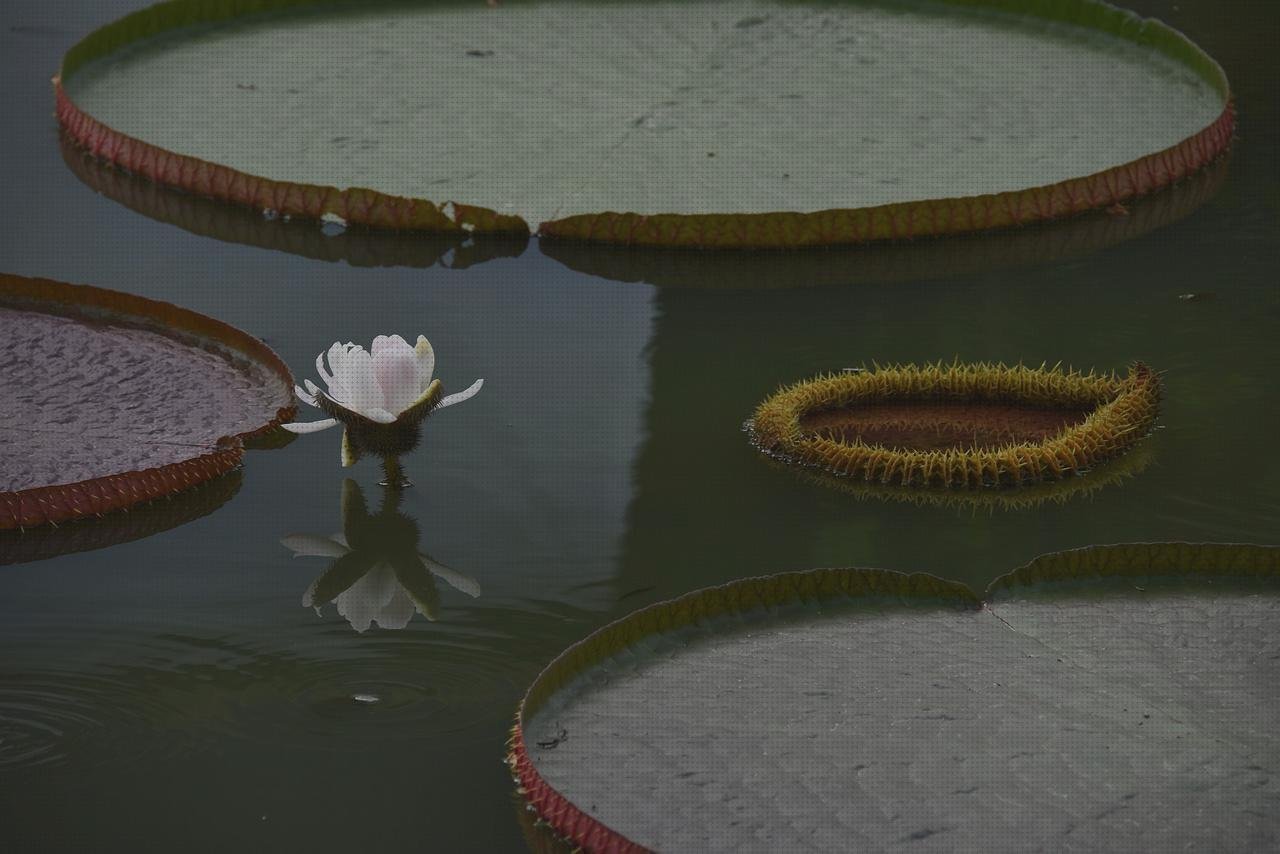 ¿Dónde poder comprar plastico bolas fachadas ventiladas de policarbonato fachada policarbonato pistola bolas de plastico?
