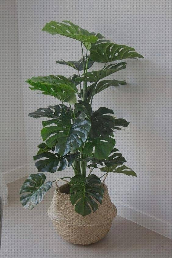 Las 4 Mejores Plantas De Plásticos