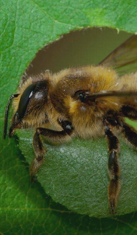 Las mejores marcas de plásticos plastico nido de abeja