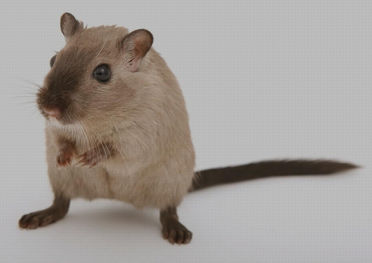 Review de ratan de plástico