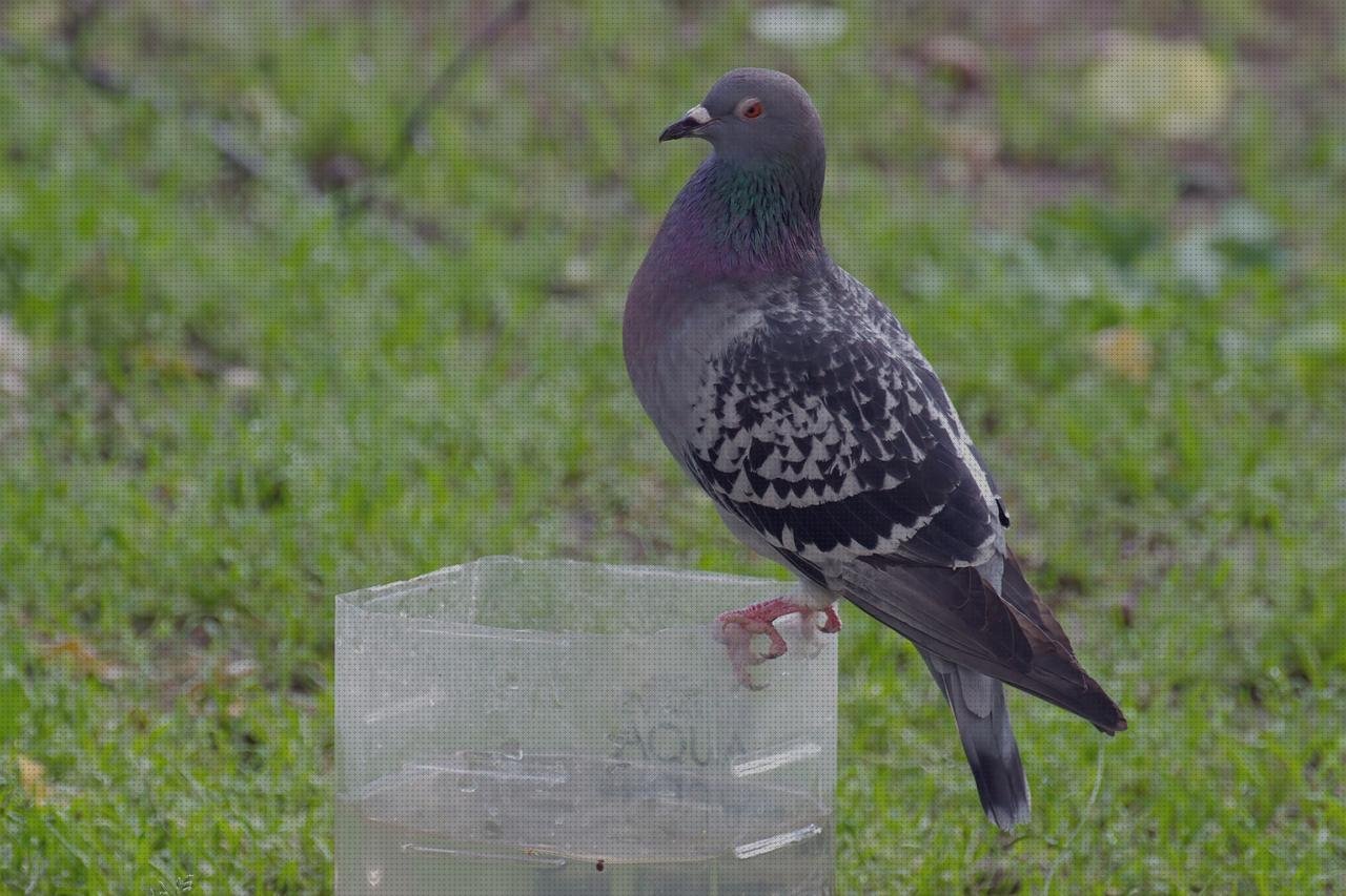 ¿Dónde poder comprar recipiente plástico recipientes de plástico con tapa?