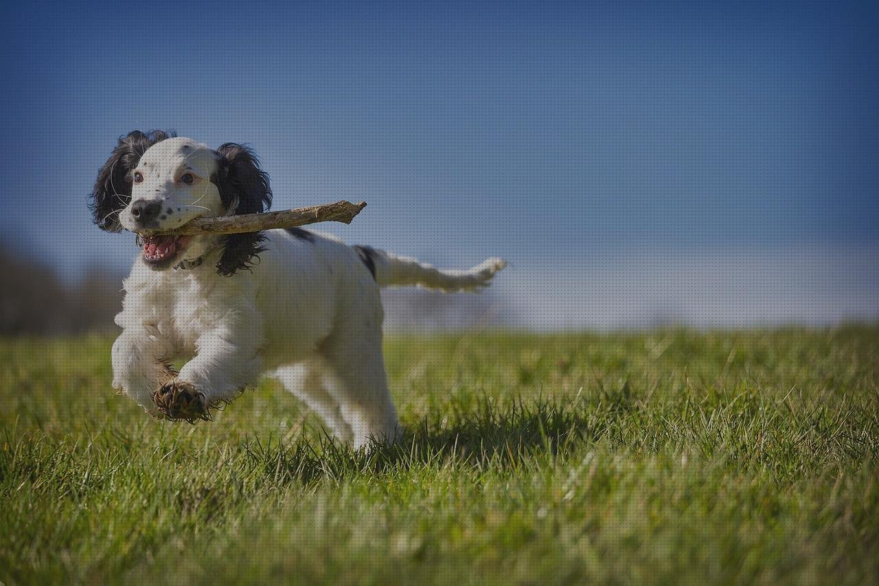 Las mejores classification of plasticos plasticos futura marinha grande leyland plasticos recuperador de plasticos