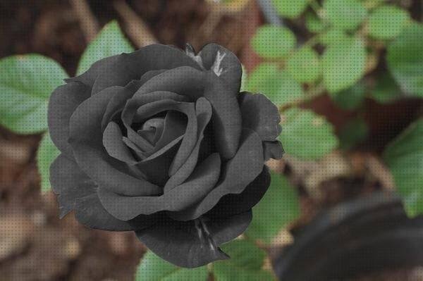 Las mejores rosas rosa negra plastico