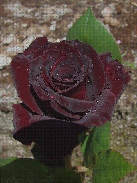 Las mejores marcas de rosas rosa negra plastico