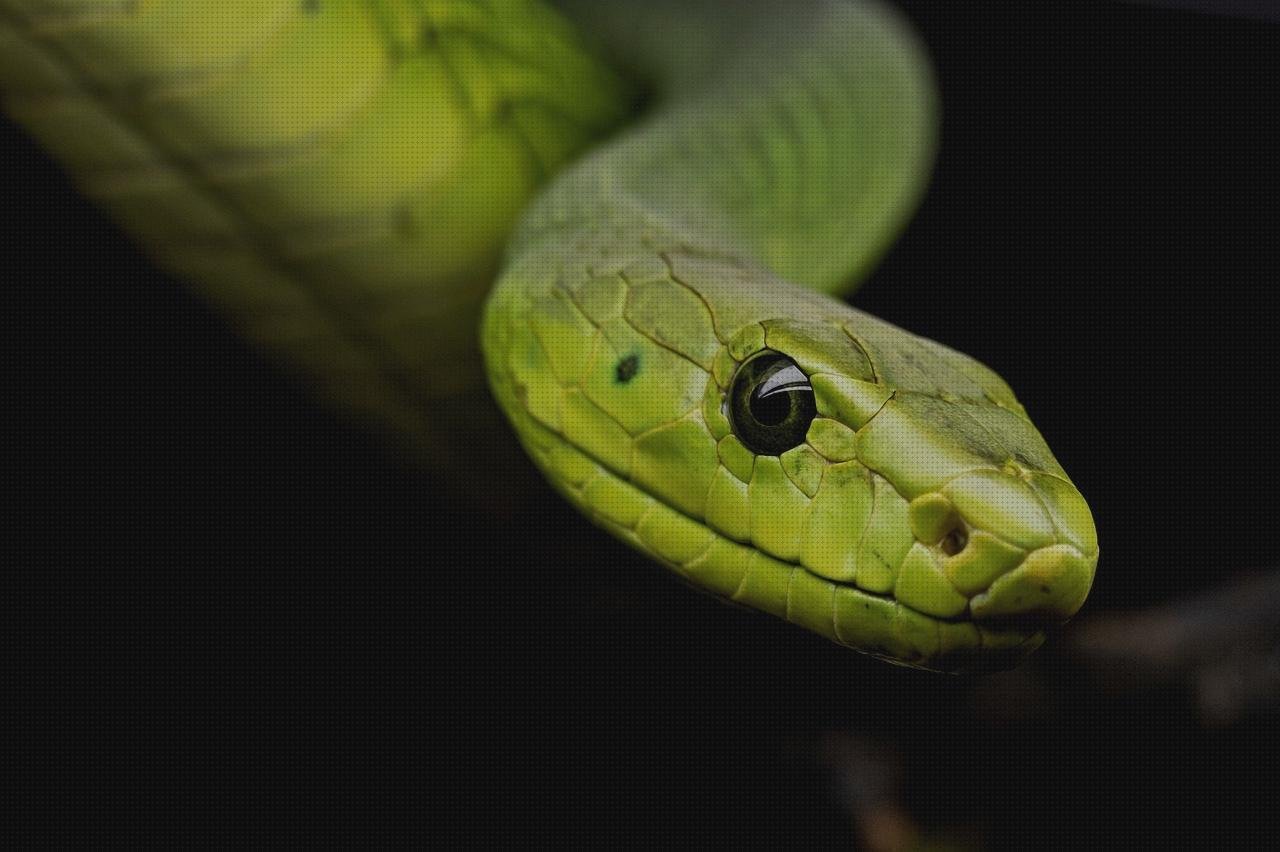 ¿Dónde poder comprar pisetas de plastico pisetas plasticas flotadores wc plástico serpiente plastico?