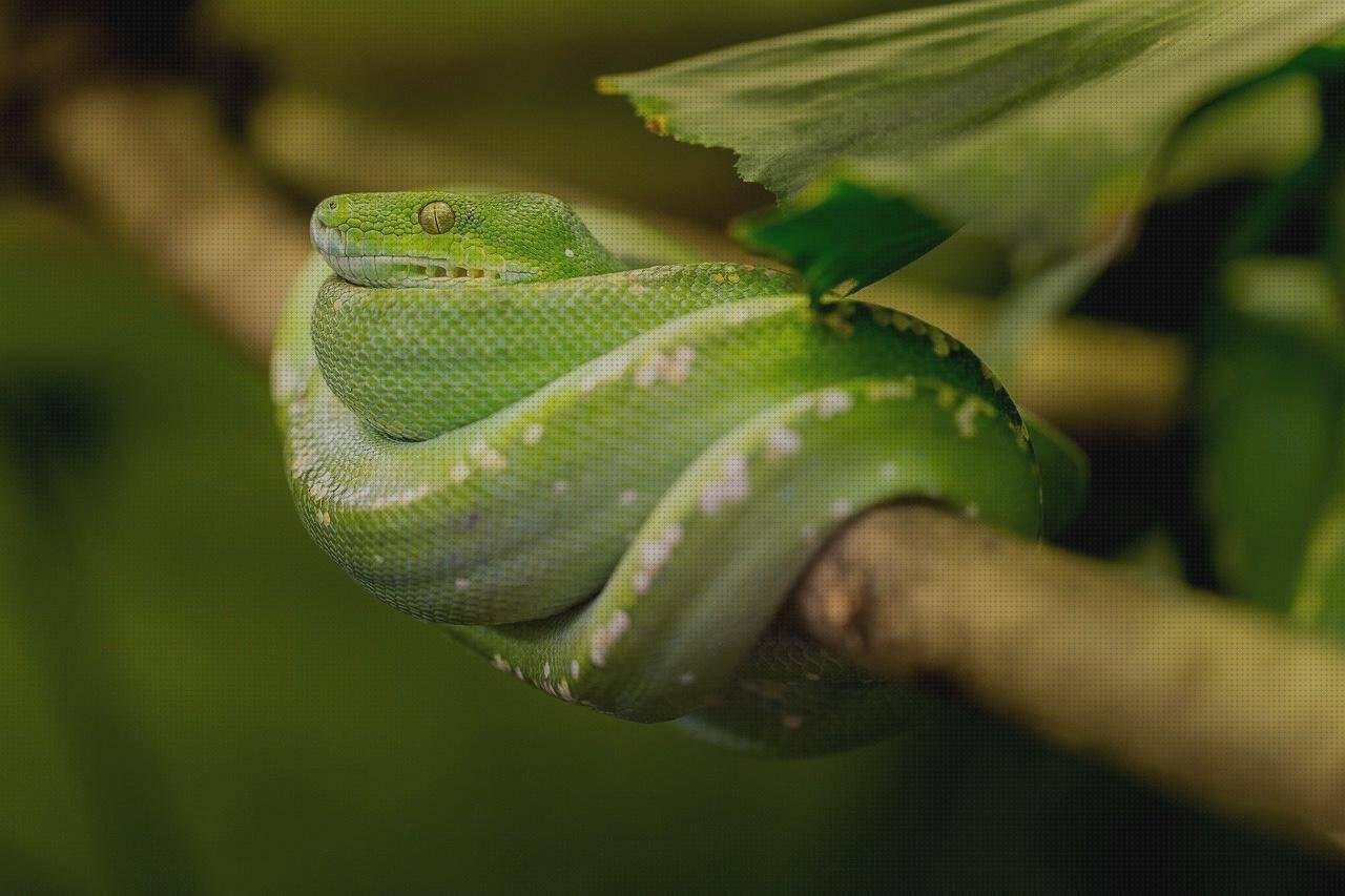 Las mejores marcas de serpientes plástico Más sobre grinder plástico Más sobre funda s10 silicona serpientes de plástico