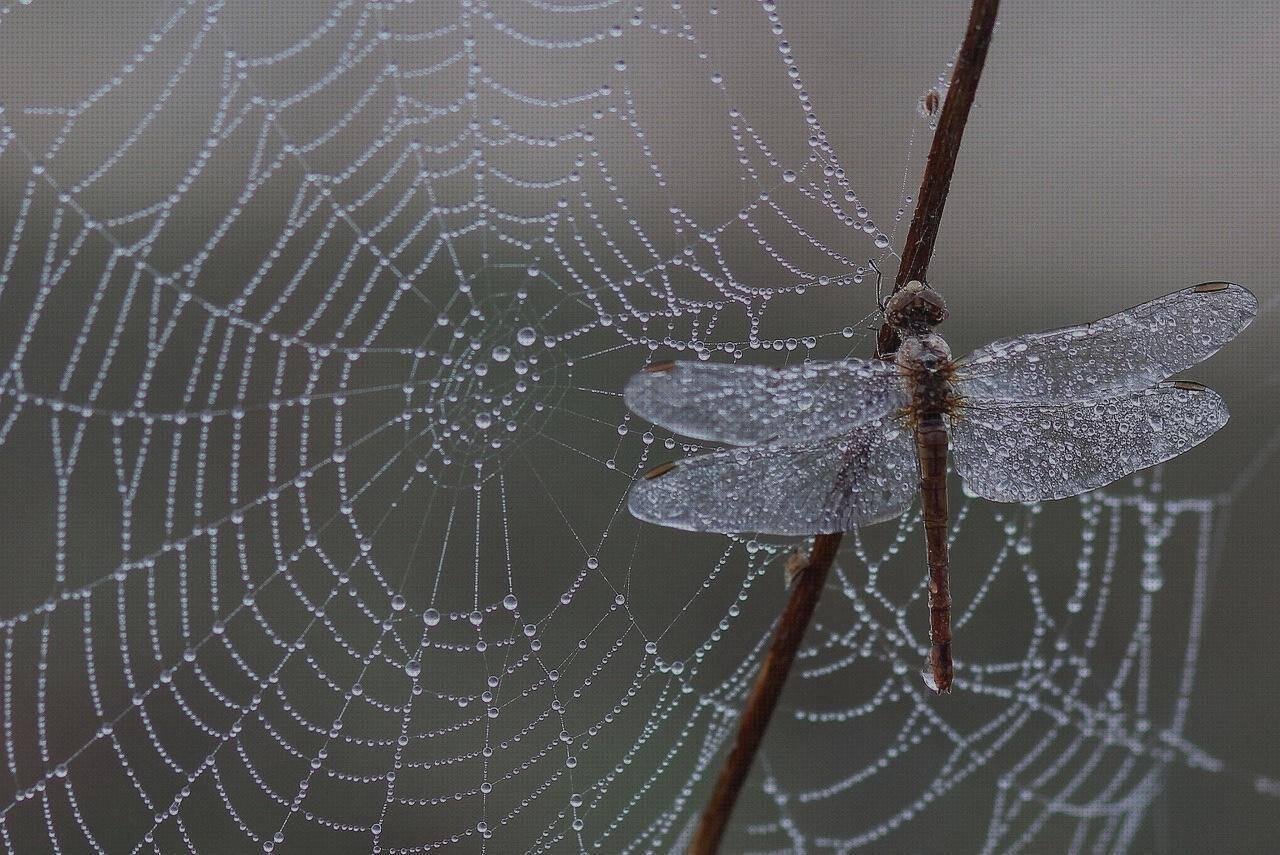 Review de tela de silicona