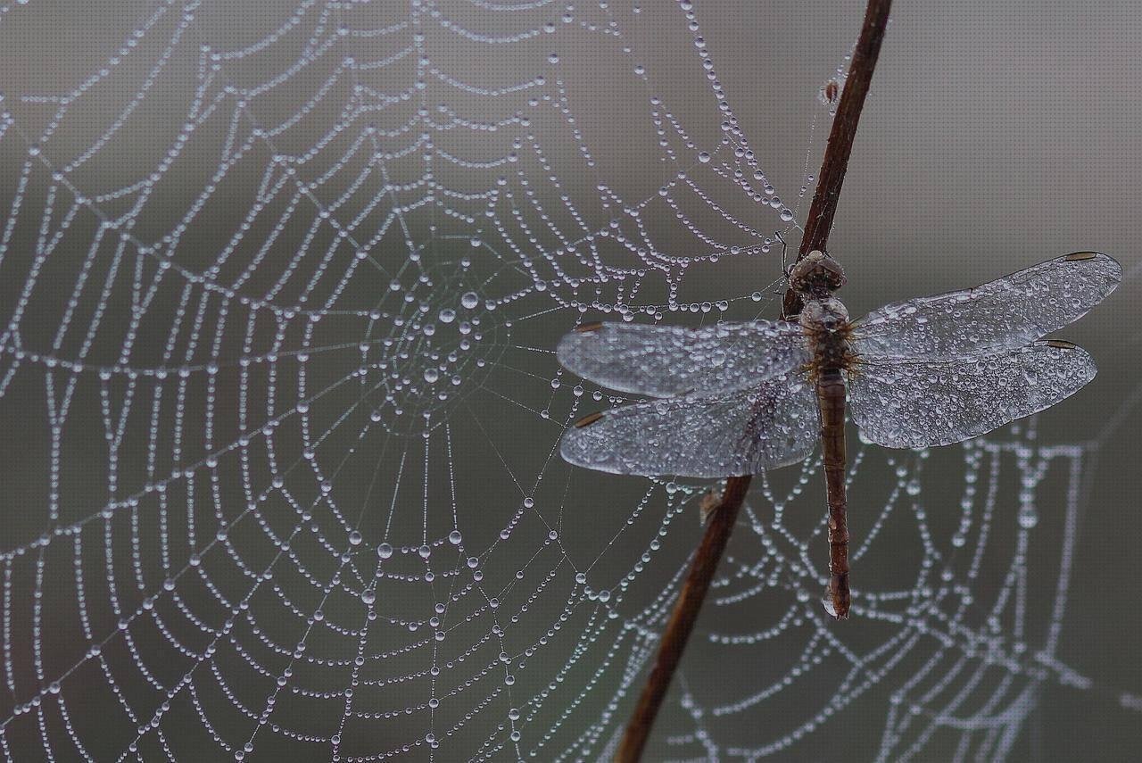 Review de tela látex