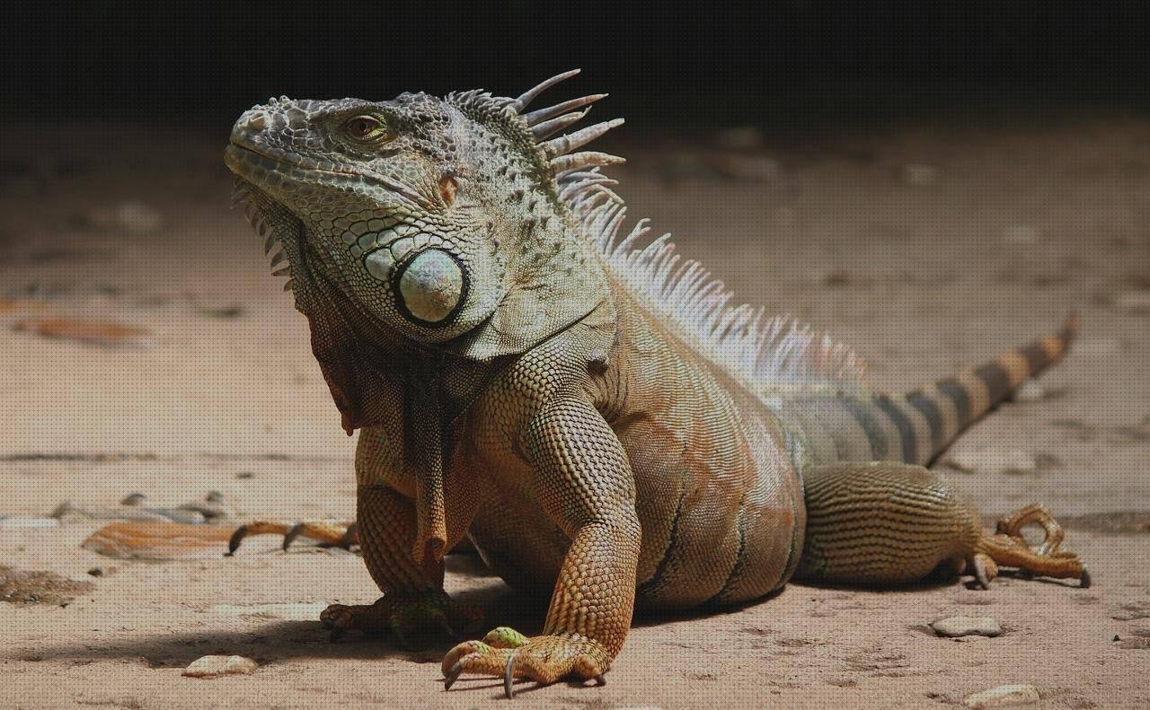 ¿Dónde poder comprar terrario plastico armario conglomerado y revestimiento melaminico lavadora melaminico blanco terrario de plástico?