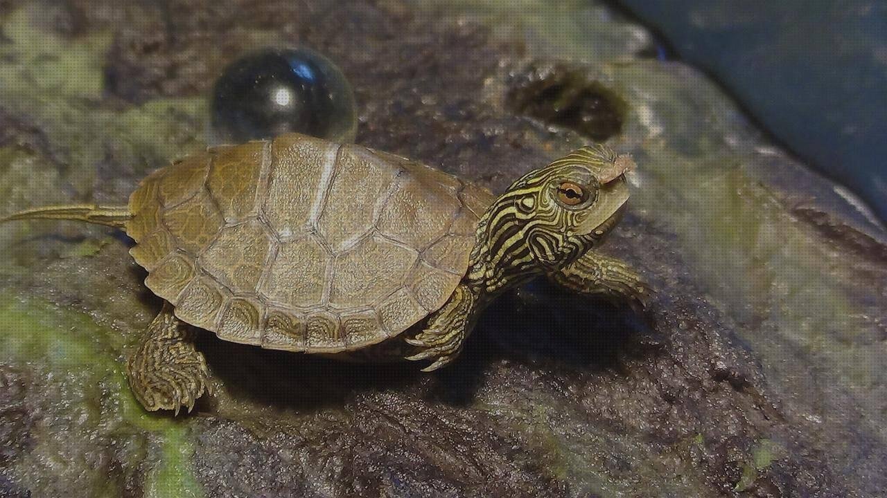 Las mejores marcas de alergia a correctores de silicona en dedos dedos de silicona puños silicona mtb esi grips chunky tortuga con plástico
