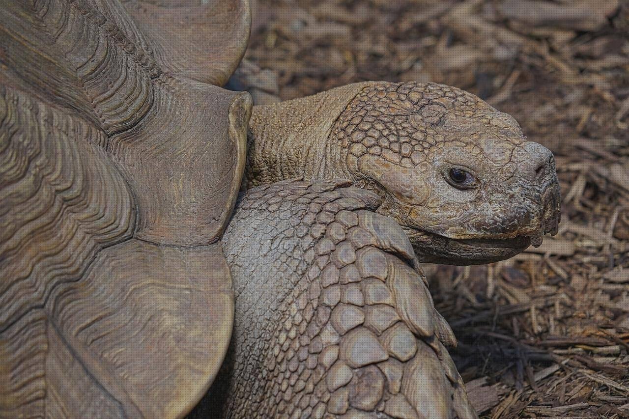 Análisis de las 13 mejores Tortugas Con Plásticos