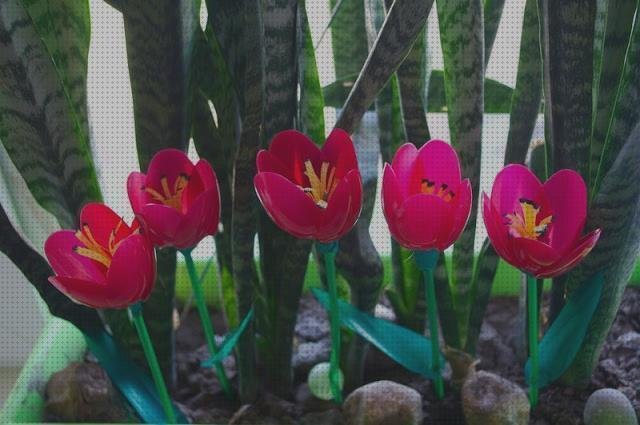 Los mejores 1 Tulipanes Con Cucharas De Plásticos