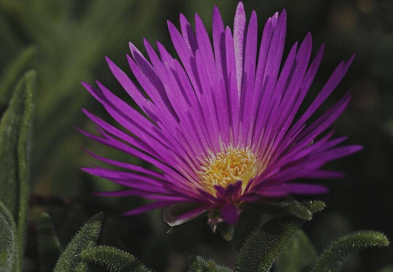 Las mejores 16 Uñas De Plásticos Desmontadora